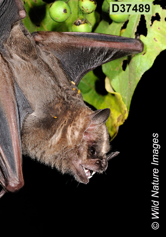 Artibeus lituratus, Great Fruit-eating Bat